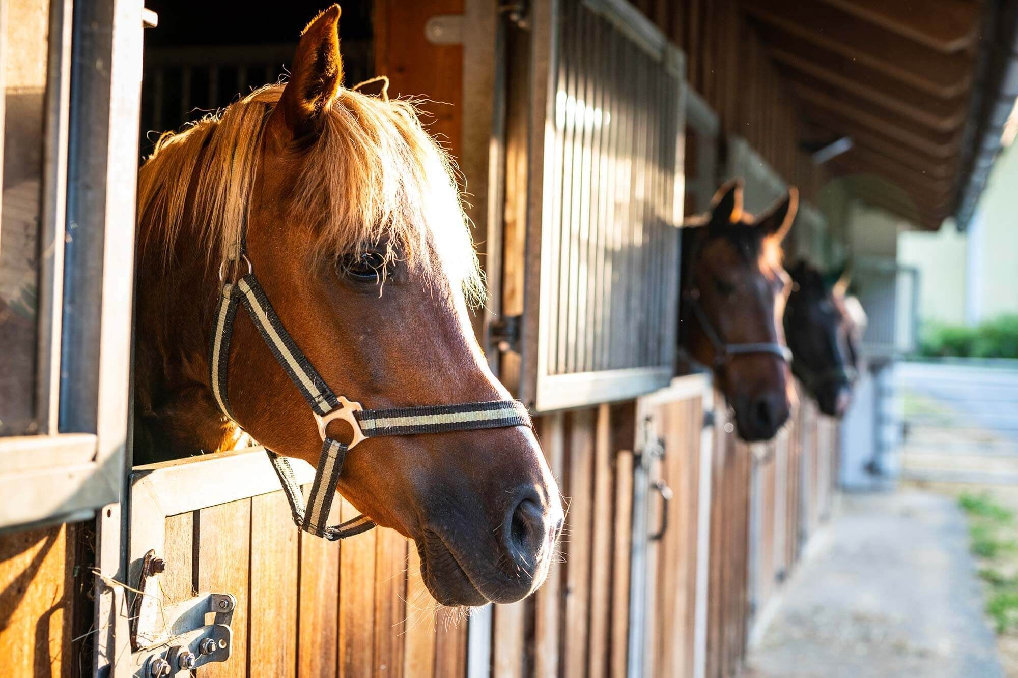 Horses look out of their wooden stables, illuminated by warm sunlight.
