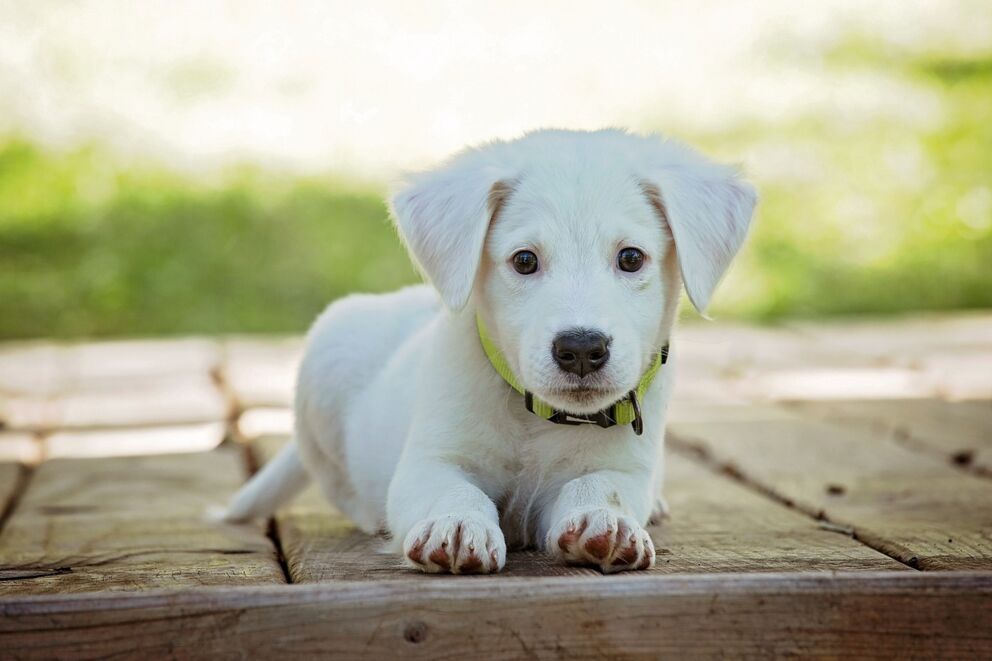 White puppy lying relaxed on wooden terrace outdoors.