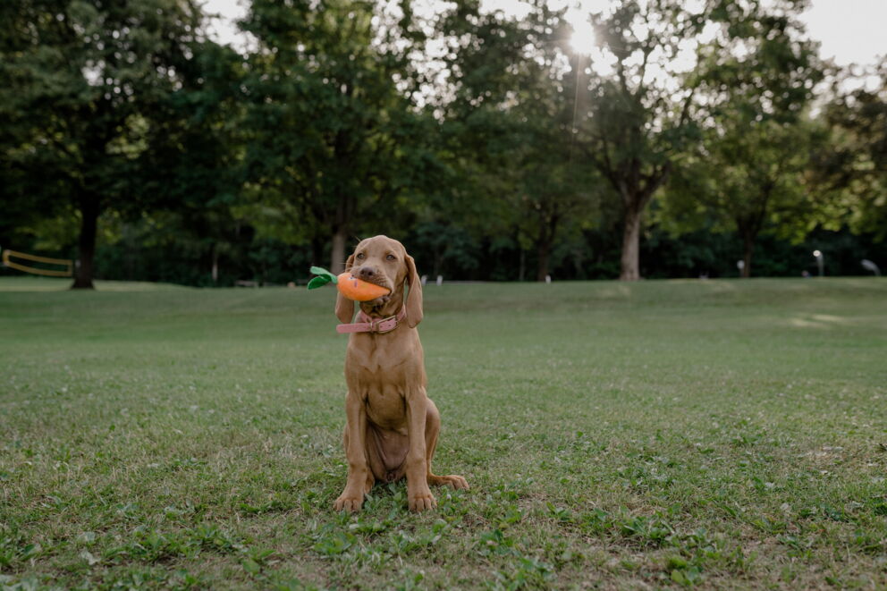 A young dog sits on a meadow and holds a toy in its mouth.