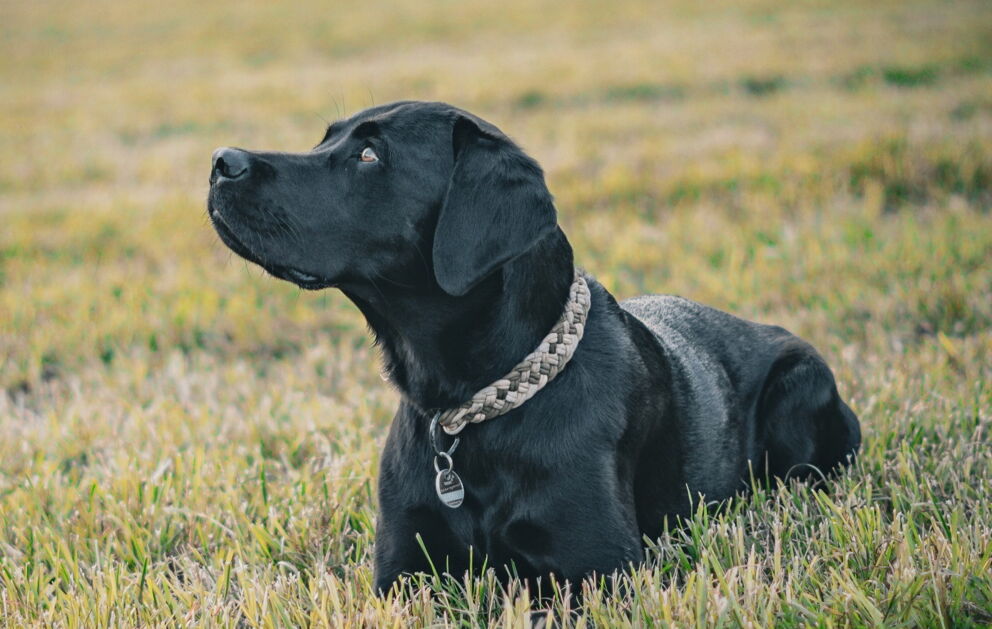Schwarzer Hund liegt entspannt auf einer Wiese und schaut aufmerksam zur Seite.