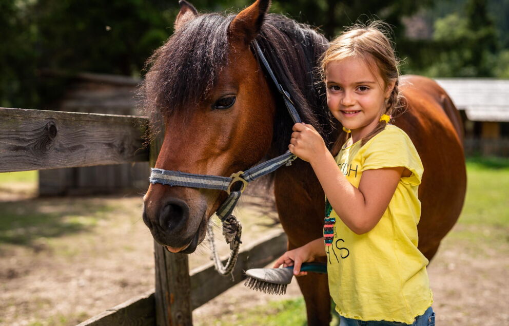 Girl brushing pony at wooden fence in sunny surroundings