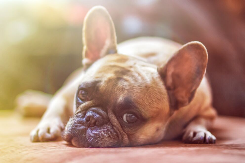 Bulldog lying relaxed on a soft blanket in soft light.