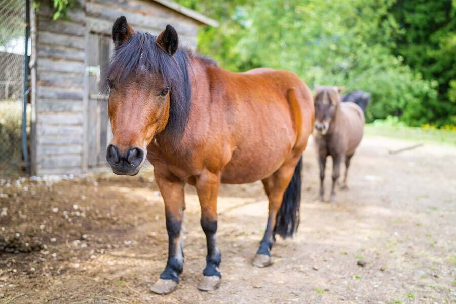 Due pony se ne stanno tranquilli in un viottolo di campagna.