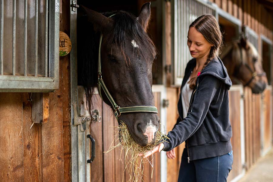 A woman feeding hay to a black horse standing in its stall.